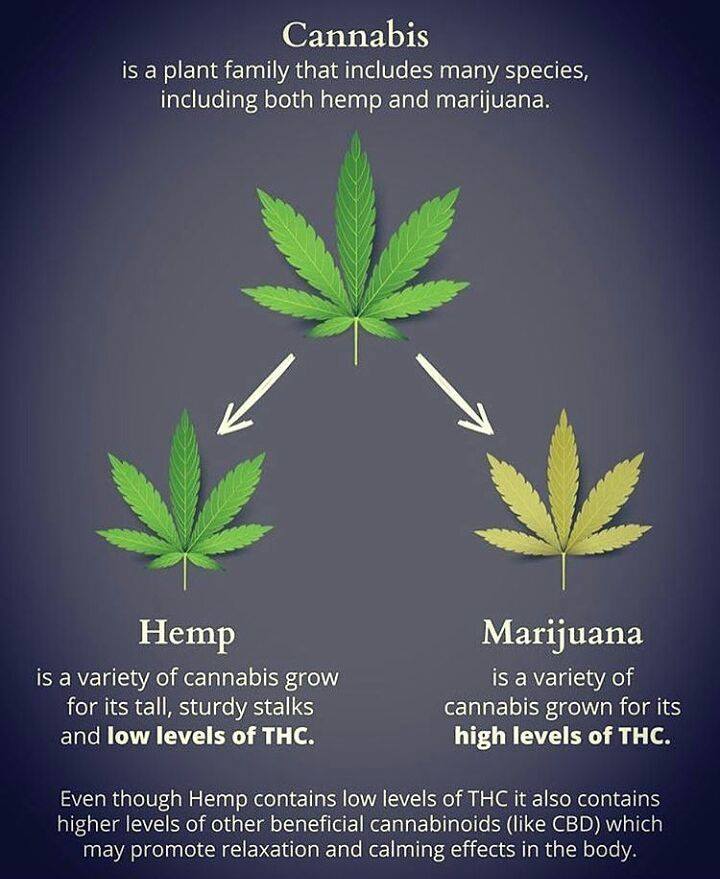 Cannabis, Hemp and Marijuana